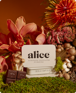 Alice Brainstorm  Mushroom Chocolates for Focus
