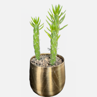 Eve's Pins in our Tulum Pot - Holt x Palm -  In Store Pickup Only! Bring some Southwest charm to your home with Eve's Pins in our Tulum Pot! This little beauty is low-maintenance, with a cactus succulent that's surprisingly easy to care for. Plus, it's all housed in a golden, dreamy Tulum pot. AWESOME! Approx: 14" high, 6" wide