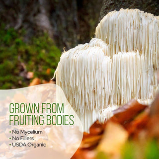 La Republica USDA Organic MATCHA with Lion's Mane