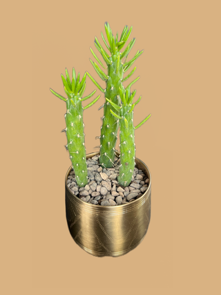 Eve's Pins in our Tulum Pot - Holt x Palm -  In Store Pickup Only! Bring some Southwest charm to your home with Eve's Pins in our Tulum Pot! This little beauty is low-maintenance, with a cactus succulent that's surprisingly easy to care for. Plus, it's all housed in a golden, dreamy Tulum pot. AWESOME! Approx: 14" high, 6" wide