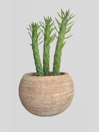 Eve's Pin in the Terracotta Pot - Holt x Palm -  Give your home some earthy charm with Eve's Pin in the Terracotta Pot! This delightful stemmed succulent is presented in an alluring terracotta pot - perfect for adding a touch of chic to your shelves. Get your nature fix without the mess - a win-win! Approx: 17" to 21" tall, 9" wide, and the pot is 7" high