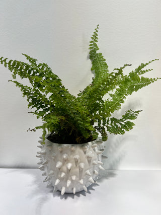 White Cacti Pot with the Baby Fern - Holt x Palm -  Bring a touch of Mother Nature into your home with this adorable White Cacti Pot with its Baby Fern, both green and thriving! It's a great way to give any room some added green pizzazz. Who knew plants could be so cool?! Approx Size: 10" high, 4.25" wide, pot is 4" tall