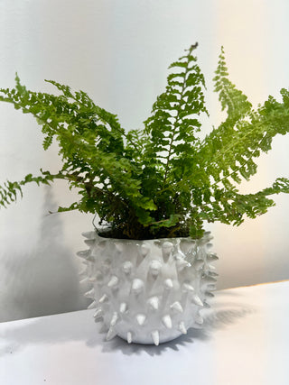 White Cacti Pot with the Baby Fern - Holt x Palm -  Bring a touch of Mother Nature into your home with this adorable White Cacti Pot with its Baby Fern, both green and thriving! It's a great way to give any room some added green pizzazz. Who knew plants could be so cool?! Approx Size: 10" high, 4.25" wide, pot is 4" tall
