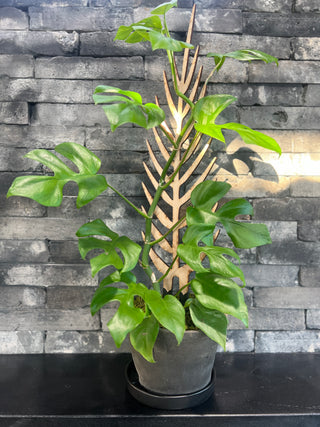 Mini Monstera with an Awesome Trellis in a Black Pot - Holt x Palm -  Behold the majesty of the Mini Monstera! Show off to your friends and family with this stylish addition to your home or office. The large, awesome trellis provides the perfect place to grow your mini monstera to its fullest potential. Pickup only--so you can show off the pot in black you picked up yourself!