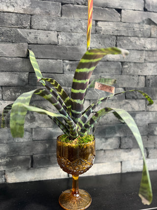 Ophelia - The Flaming Sword in a Vintage Vase - Holt x Palm -  Introducing Ophelia - The Flaming Sword in a Vintage Vase! A charming addition to any home or workplace, this vintage goblet is filled with a beautiful plant and turns a normal space into a show-stopper. And with local pickup only, you can show off your flair for the unique - no shipping required. Make a statement today - with Ophelia!