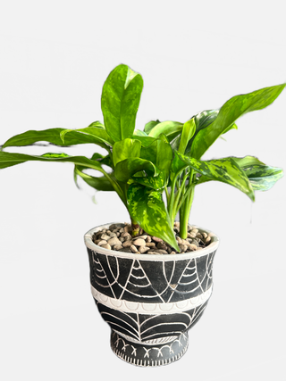 SIlver Queen or Chinese Evergreen in a cool Black and White Pot - Holt x Palm -  Bring a touch of fab to your space with this totally rustic yet oh-so-cool potted plant! It features a beautiful Silver Queen, also known as a Chinese Evergreen, housed in a sleek black and white pot. Your guests will be green with envy!