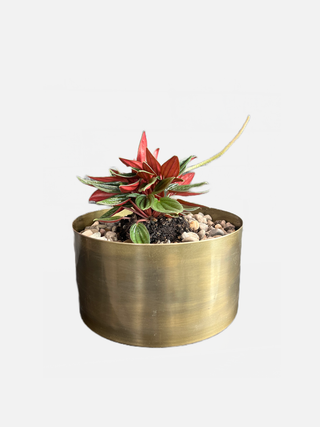 Emerald Ripple Pepper potted in Bronze Bowl - Holt x Palm -  Looks fake, right?? It's totally real....Upgrade your greenery game with our Emerald Ripple Pepper, potted in a sparkling bronze bowl! Get some amazing “exoticm” in your life and “spice” things up! It’s so unique, your guests won’t be able to help but “pep” up the conversation!