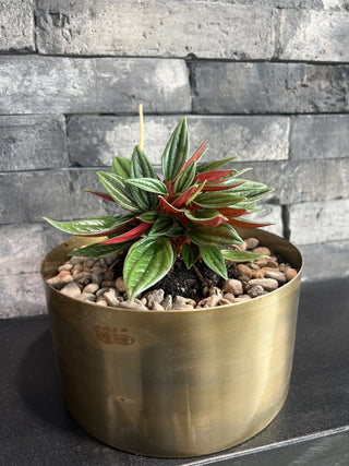 Emerald Ripple Pepper potted in Bronze Bowl - Holt x Palm -  Looks fake, right?? It's totally real....Upgrade your greenery game with our Emerald Ripple Pepper, potted in a sparkling bronze bowl! Get some amazing “exoticm” in your life and “spice” things up! It’s so unique, your guests won’t be able to help but “pep” up the conversation!