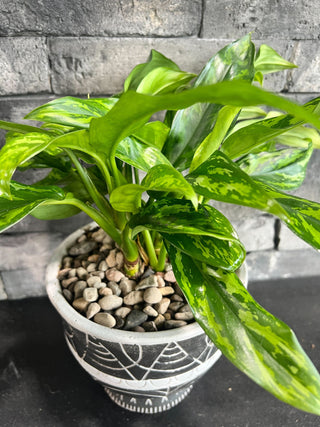 SIlver Queen or Chinese Evergreen in a cool Black and White Pot - Holt x Palm -  Bring a touch of fab to your space with this totally rustic yet oh-so-cool potted plant! It features a beautiful Silver Queen, also known as a Chinese Evergreen, housed in a sleek black and white pot. Your guests will be green with envy!