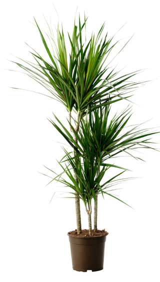 Dracaena Marginata AKA Dragon Tree - Holt x Palm -  Perfect plant to add to your Indoor Jungle! Also, pretty low maintenance Great plant for beginners...easy to care for, takes up a good amount of real estate and looks great! Has stripey, spikey leaves and looks great anywhere you put it. Plant Facts: Light: Likes bright light but can also tolerate low light so basically whatev Water: Needs regular watering but can handle erratic watering patterns for busy plant parents, traveler, etc...