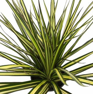 Dracaena Marginata AKA Dragon Tree - Holt x Palm -  Perfect plant to add to your Indoor Jungle! Also, pretty low maintenance Great plant for beginners...easy to care for, takes up a good amount of real estate and looks great! Has stripey, spikey leaves and looks great anywhere you put it. Plant Facts: Light: Likes bright light but can also tolerate low light so basically whatev Water: Needs regular watering but can handle erratic watering patterns for busy plant parents, traveler, etc...