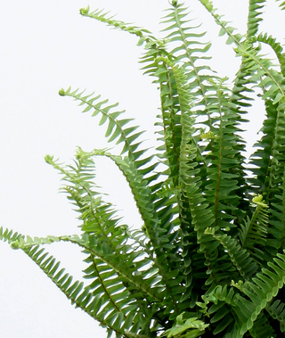Boston Fern...Sword Fern...or if you are a show off, Nephrolepis exaltata - Holt x Palm -  We love a nice fat fern! They can fill up a blank space and make it feel lush and tropical....this bean town boy is a must addition for your collection. Water: Keep him moist all the time...they like humidity and you can even put a tray underneath the plant that stays wet but add some pebbles so it's not sitting directly in the water Light: This fella likes to be kept indoors and in bright but indirect sunlight...