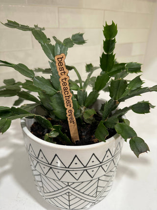 Punny Plant Stakes! - Holt x Palm -  You know your plant is missing something, so why not add a little punny touch? Our Punny Plant Stakes are the perfect way to show your quirky side to your plant! Crafted from cherry wood and engraved with a witty message, these stakes will bring plenty of humor to your house plant!